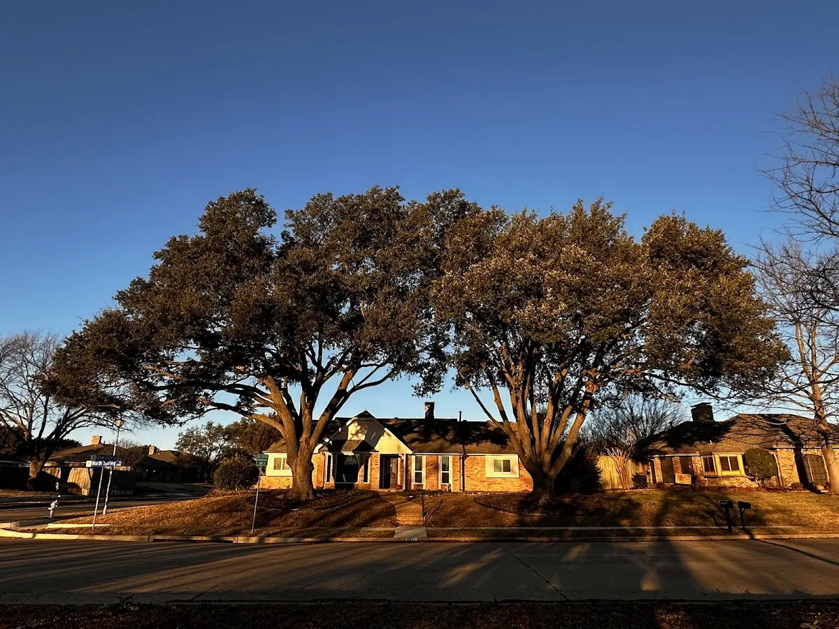 Established residential canopy tree shading a home in Elkton